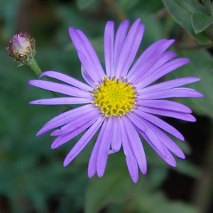 Aster frikartii Monch